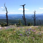 summer on baldy
